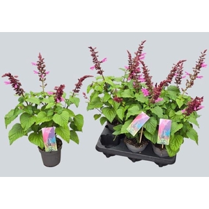SALVIA STRAWBER LAKE