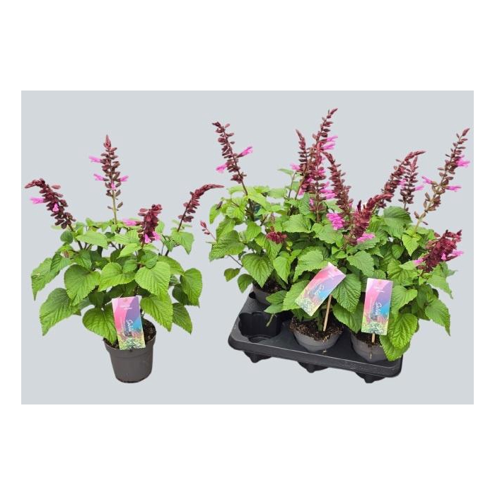 <h4>SALVIA STRAWBER LAKE</h4>