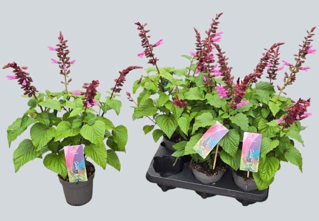SALVIA STRAWBER LAKE