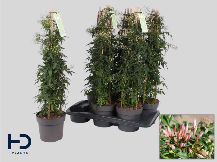 <h4>JASM POLYANTHUM WIT</h4>