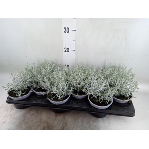 Leucophyta brownii