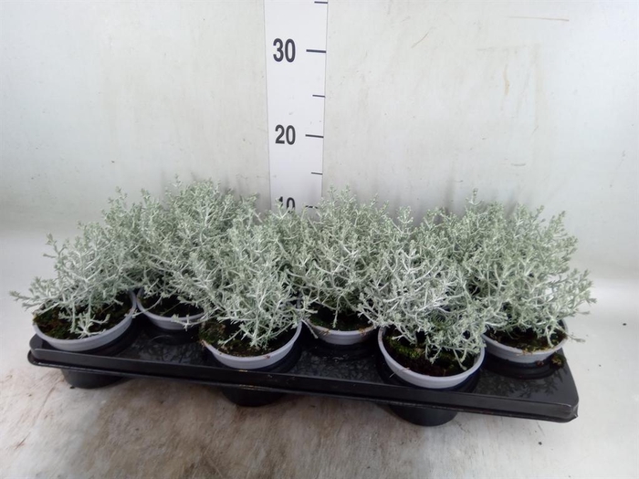 <h4>Leucophyta brownii</h4>