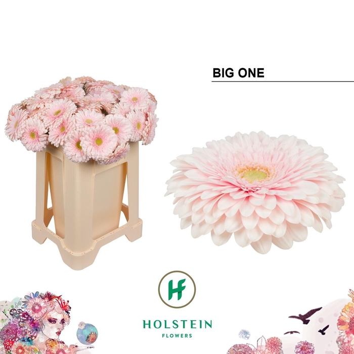 <h4>GE GB GERP BIG ONE</h4>