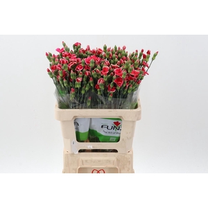 Di Symply Beauty x20