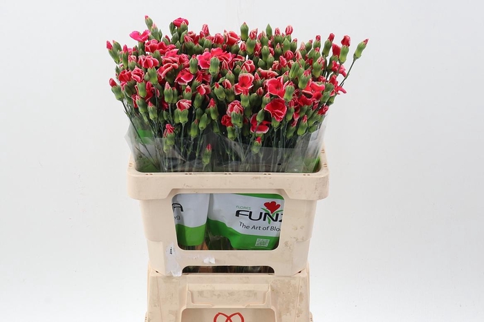 <h4>Di Tr Solomio Symply Beauty X20</h4>