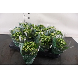 Kalanchoe 7 Cm. P. Alano Mini
