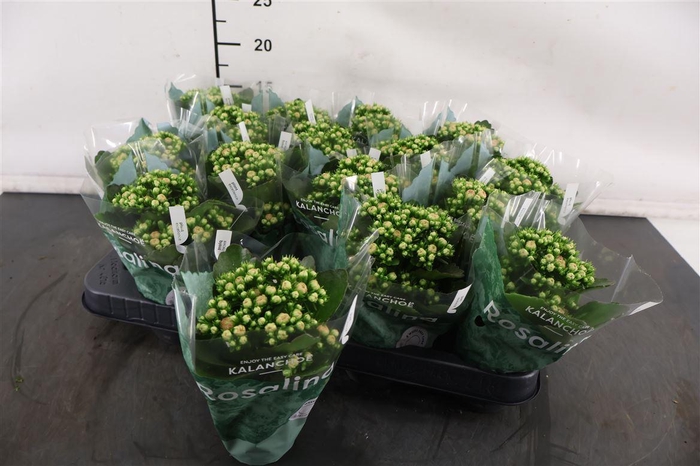 <h4>Kalanchoe 7 Cm. P. Alano Mini</h4>