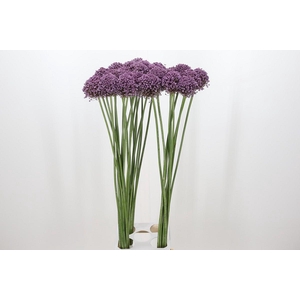 Allium Pink Lady