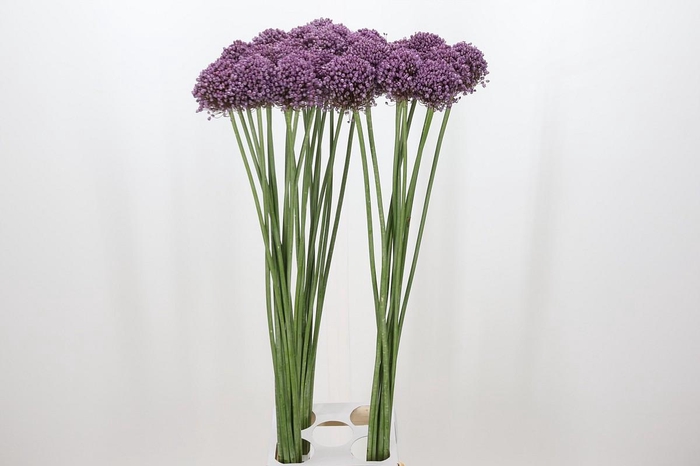 <h4>Allium Pink Lady</h4>
