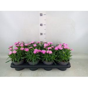 Dianthus car. 'Peman Fancy Lilac'