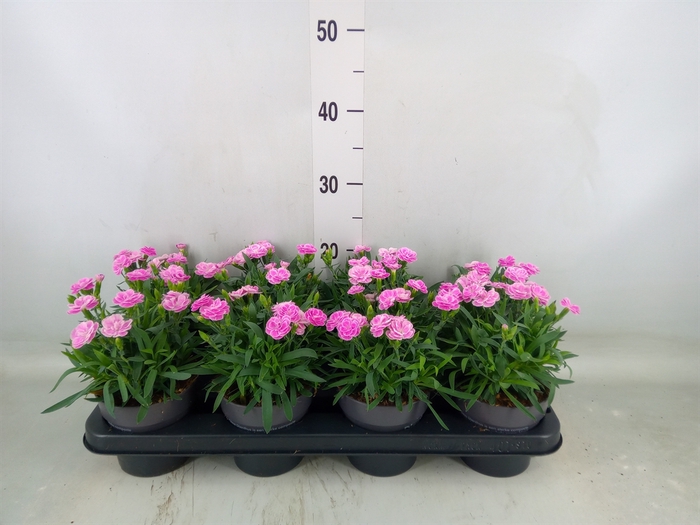 <h4>Dianthus car. 'Peman Fancy Lilac'</h4>