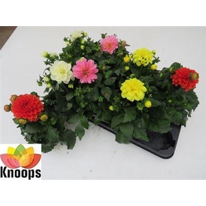 Dahlia Gemengd