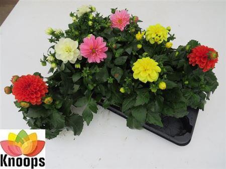 <h4>Dahlia Gemengd</h4>