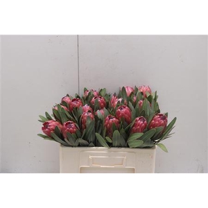Protea Red Ice