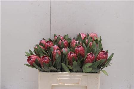<h4>Protea Red Ice</h4>