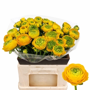 RANUNCULUS  'AAZUR YELLOW'