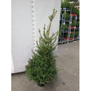 Picea abies 'Will's Zwerg'