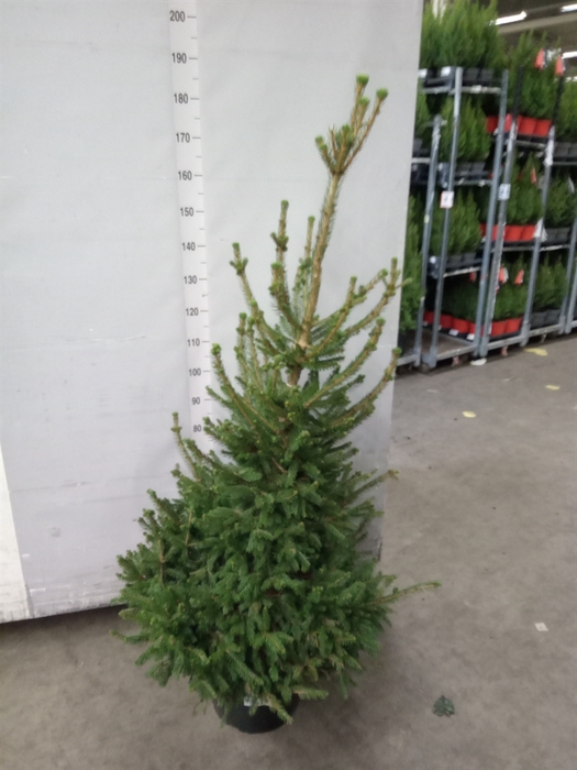 <h4>Picea abies 'Will's Zwerg'</h4>