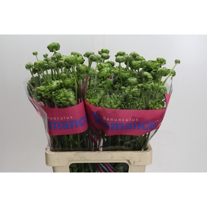 Ranunculus Romance Pomerol