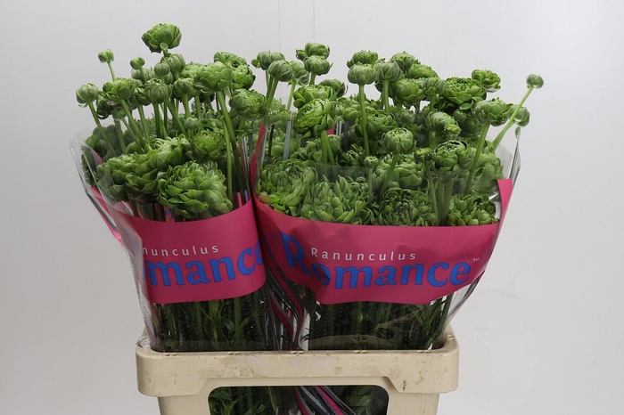 <h4>Ranunculus Romance Pomerol</h4>