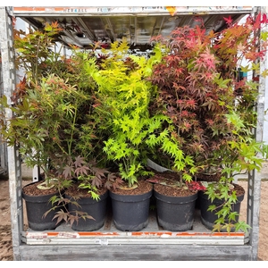 ACER PALMATUM