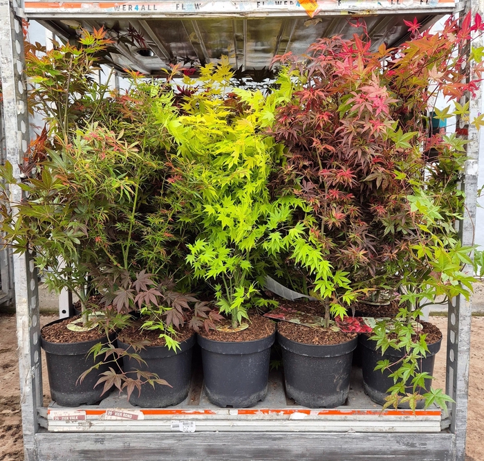 <h4>ACER PALMATUM</h4>
