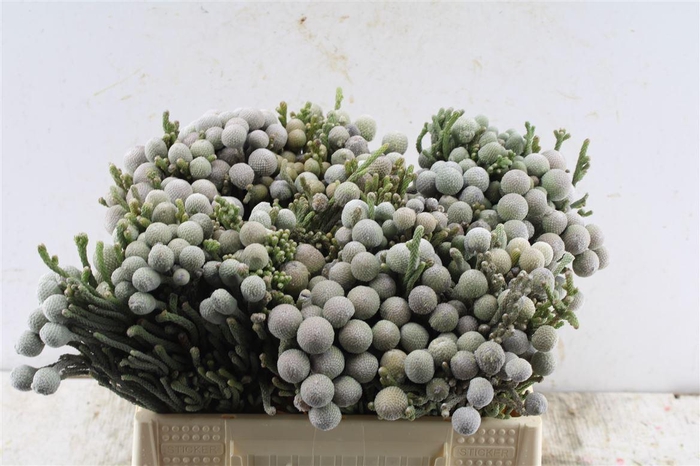 <h4>Kaaps Silver Brunia</h4>