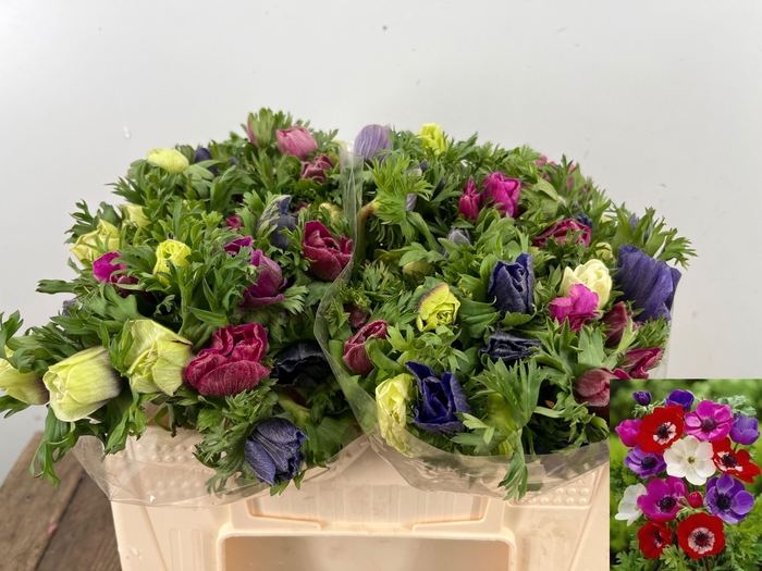 <h4>ANEM CO MAR GEM</h4>