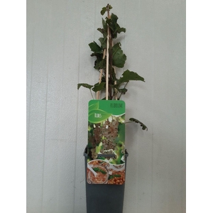 Ribes rubrum 'Witte Hollander'