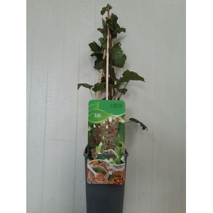 Ribes rubrum 'Witte Hollander'