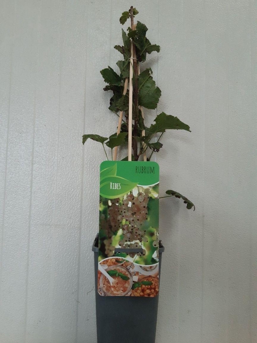<h4>Ribes rubrum 'Witte Hollander'</h4>