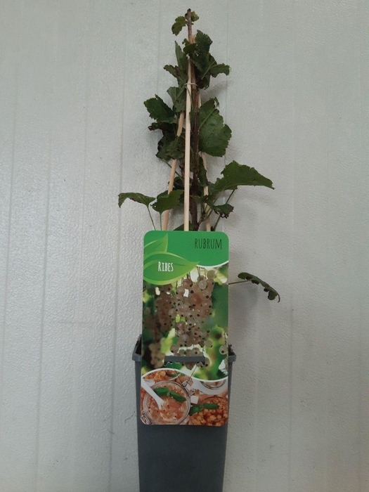 <h4>Ribes rubrum 'Witte Hollander'</h4>