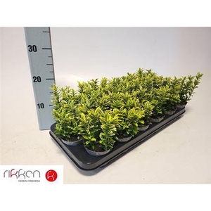 ** Euonymus Ja M Aureov * Spring Deal *
