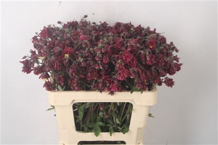 <h4>Aquileg Ruby Cloud</h4>