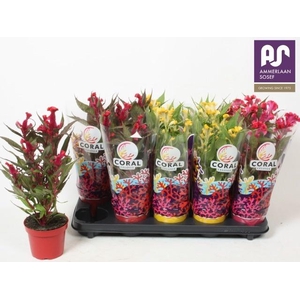 CEL CR HOT TOPIC GEM