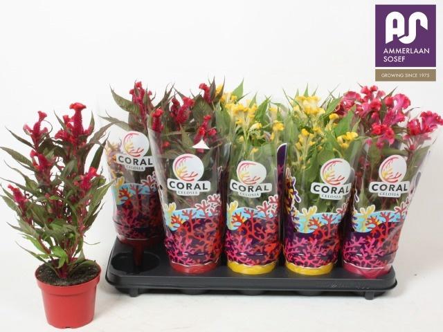 <h4>CEL CR HOT TOPIC GEM</h4>