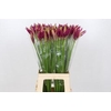 Nerine Mister Nick