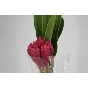 ALPINIA PURPURATA ROSA