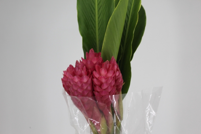 <h4>ALPINIA PURPURATA ROSA</h4>