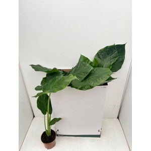 ALOC MACRORRHIZOS