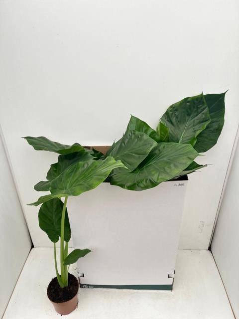 <h4>ALOC MACRORRHIZOS</h4>