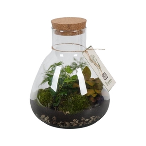 PTGB1838 Arrangement Terrarium