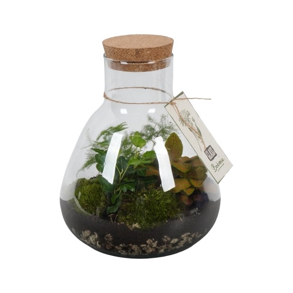 <h4>PTGB1838 Arrangement Terrarium</h4>