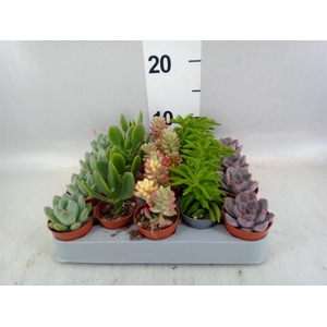 Succulents   ...mix 5