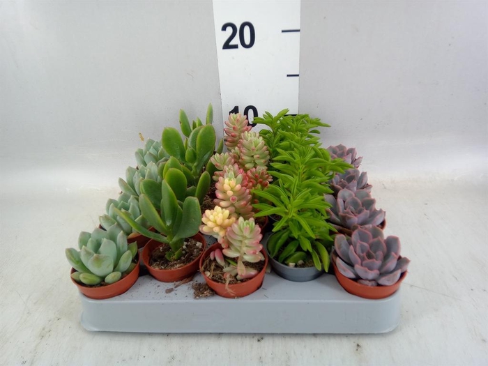 <h4>Succulents   ...mix 5</h4>