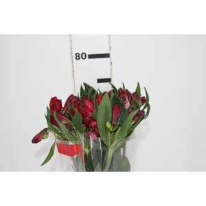 ALSTROEMERIA NAPOLI 080 CM