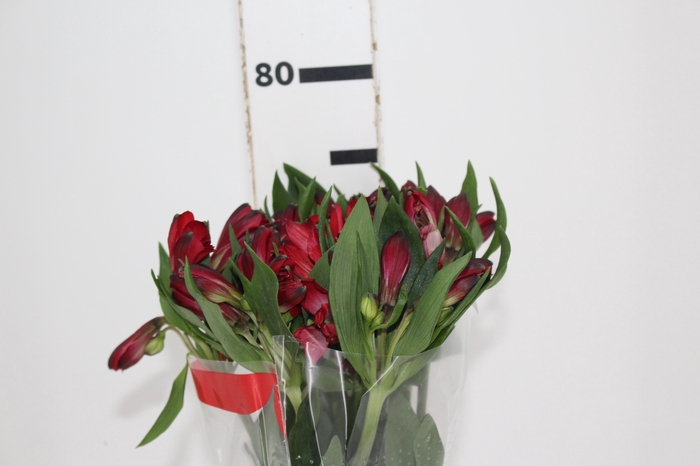 ALSTROEMERIA NAPOLI 080 CM