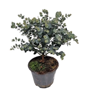 Eucalyptus Gunnii Bush