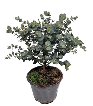 <h4>Eucalyptus Gunnii Bush</h4>