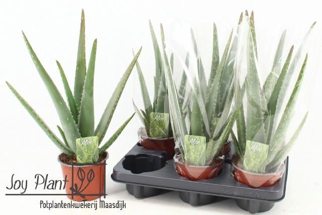 <h4>ALOE VERA</h4>